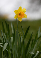 Obraz premium Early spring Daffodils ( Narcissus ) in the grounds of Waterperry Gardens