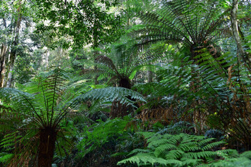fern in the forest