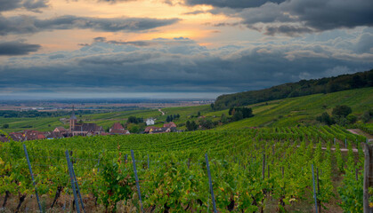 Weinberge oberhalb von Blienschwiller im Elsass