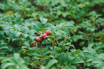 a white woman playing with a baby girl on a beach, sunny weather