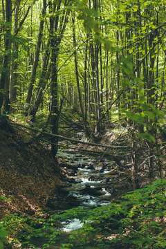 Babbling brook in beech forest