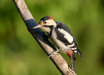 The Syrian woodpecker (Dendrocopos syriacus) photographed at close range against a bright green background
