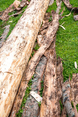 Bark beetle infested wood trunk is removed from bark