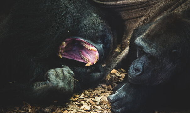 A big yawn