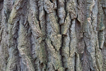 Close up of an old oak bark