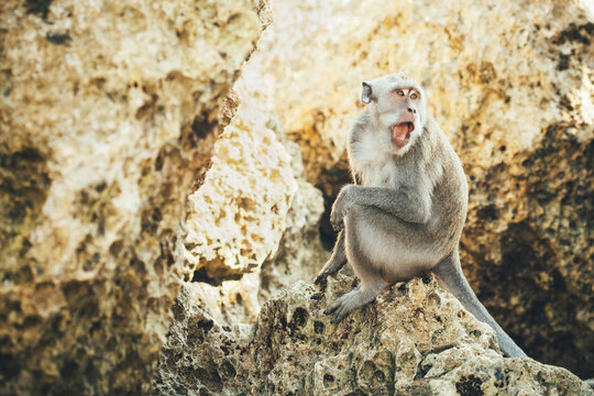 Macaque Monkey Sitting on Rocks at the Beach in Bali