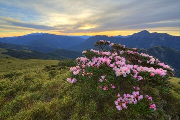 Beautiful sunrise scenery of Hehuan Mountain in central Taiwan in springtime, with view of lovely Alpine Azalea ( Rhododendron ) blossoms on grassy fields and dramatic golden clouds in the background