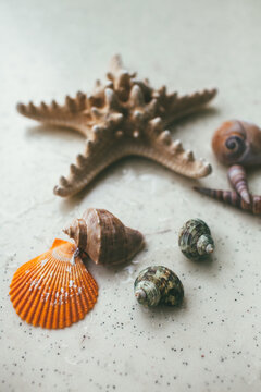 Seashells and starfish
