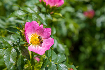 Rose hip closeup with copy space and a busy bee pollinating a flower time to time