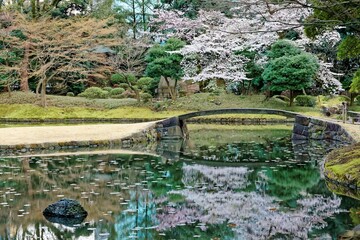Obraz na płótnie Canvas Spring scenery of a Sakura cherry blossom tree blooming by a stone bridge and reflected in the peaceful water of a pond in Koishikawa Korakuen, a famous Japanese garden in Tokyo, Japan