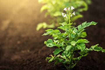 Green fresh background, flowering potato bushes on garden beds in the vegetable field illuminated by the rays of the sun. Garden with the beds of vegetables.