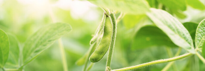 Green Soybean Field closeup, soy bean crops in field. Background of ripening soybean. Rich Harvest Concept. Agriculture, nature and agricultural land. Soy beans in sun rays closeup. Panoramic banner. - 380263308