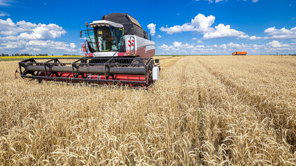 Obraz premium Combine harvester working on a wheat field. Seasonal harvesting the wheat. Agriculture.
