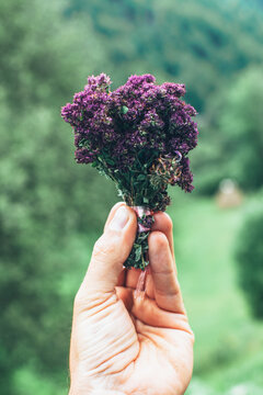 Thymus Serpyllum