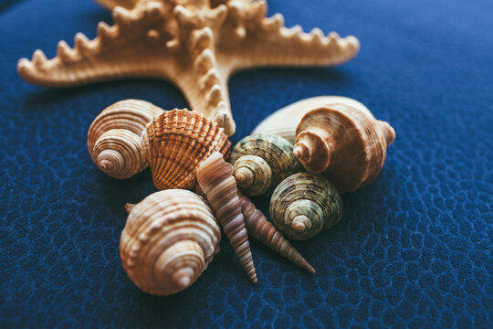 Seashells and starfish