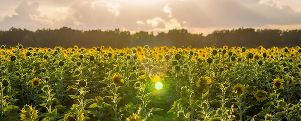 Summer landscape: beauty sunset over sunflowers field. Panoramic views