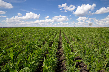 Blue Sky and white clouds above green Field corn, panoramic view. Beautiful scenic dynamic Landscape agricultural land. Beauty of nature. Agriculture. Cornfield. Growing vegetables on the farm.
