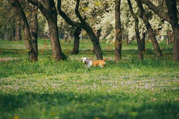 Funny American Staffordshire Terrier with the Tennis Ball