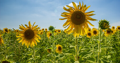 Sunflower Field. Agriculture. Rural Landscape, agricultural land. Farm. Blue Sky and white clouds above yellow Field Sunflower on sunny day. Yellow sunflowers against a blue sky in sun.