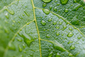 Gocce di pioggia su foglia