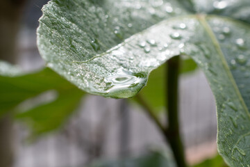 goccia di pioggia su foglia