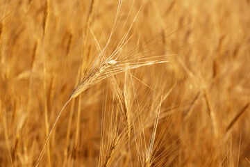 Pampas grass outdoor in light pastel colors. Sunny wheat wallpaper in boho style. Golden ripe ears on sunny morning. Soft light nature banner. Boho wedding invitation photo. Yoga classes natural mood