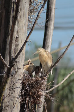 5 854 Best Nid Oiseau Images Stock Photos Vectors Adobe Stock
