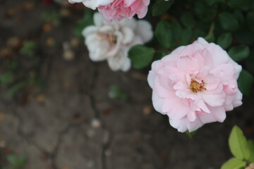 Obraz premium Rose color rose