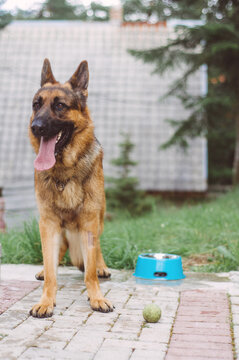 German Shepherd with his ball