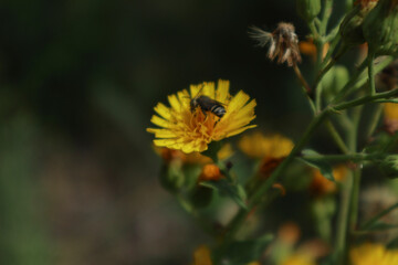 Been on the yellow flower