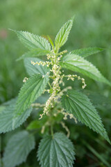 Common or Stinging Nettle, Urtica dioica, small plant macro, selective focus