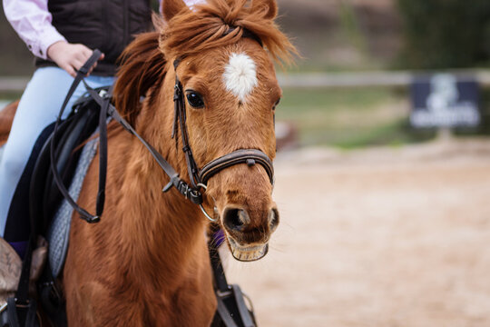 horse riding lesson, say cheese