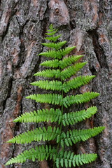 a green fern branch on a pine tree bark background