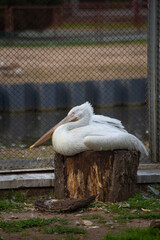 pelican on a rock