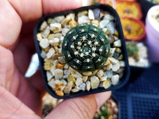 Beautiful Gymnocallium Cactus in Pots
