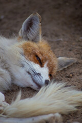 The fox is in the zoo.