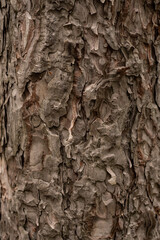 Beautiful background frame. Texture of tree bark with drops of pine resin. Amber pine resin. Amber pitch on bark of a tree trunk. Abstract wallpaper of natural material