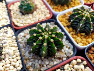 Beautiful Gymnocallium Cactus in Pots