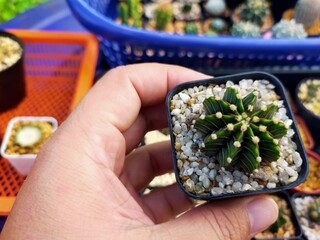 Beautiful Gymnocallium Cactus in Pots