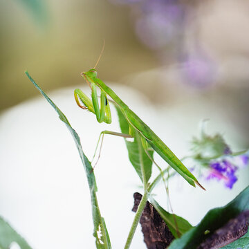 Extreme close up of European mantid standing on leaf
