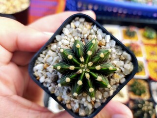 Beautiful Gymnocallium Cactus in Pots