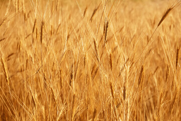 Pampas grass outdoor in light pastel colors. Sunny wheat wallpaper in boho style. Golden ripe ears on sunny morning. Soft light nature banner. Boho wedding invitation photo. Yoga classes natural mood
