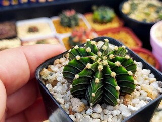 Beautiful Gymnocallium Cactus in Pots