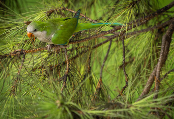 Green parrot of medium size on a coniferous branch of a roman pigna © siete_vidas1