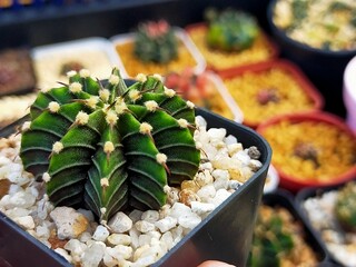 Beautiful Gymnocallium Cactus in Pots