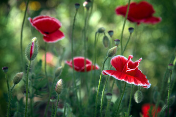 Obraz premium A variegated poppy lawn. The flower is odorless, delicate and fragile.