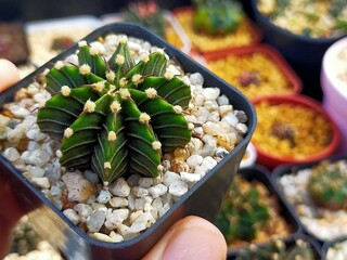 Beautiful Gymnocallium Cactus in Pots