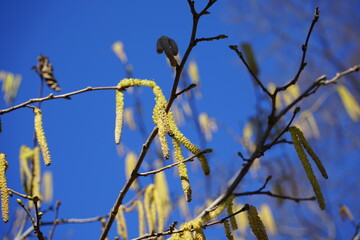 tree srping blue sky