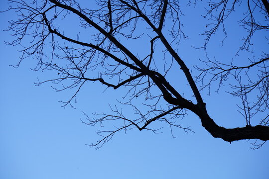 tree srping blue sky