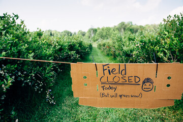 Cardboard Sign Displaying Field Closed on a Berry Farm